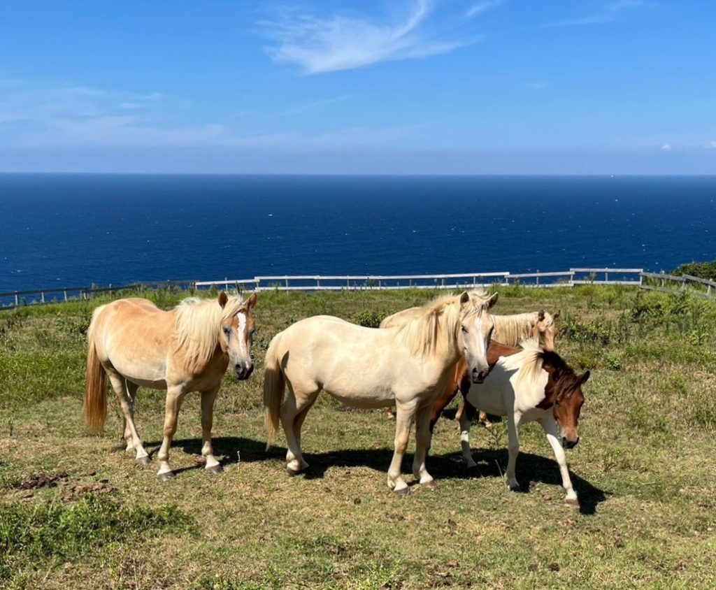 LINE_ALBUM_放牧場の写真_240922_27